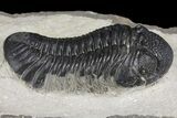 Plate With Three Large Phacopid (Pedinopariops) Trilobites #154687-8